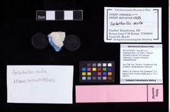 NHMW-GEO-2007z0149-0453_Ol_02.tifGalatheites aiola n. sp. (Robins, Feldmann, Schweitzer & Bonde, 2016)  (NHMW-GEO-2007z0149-0453)